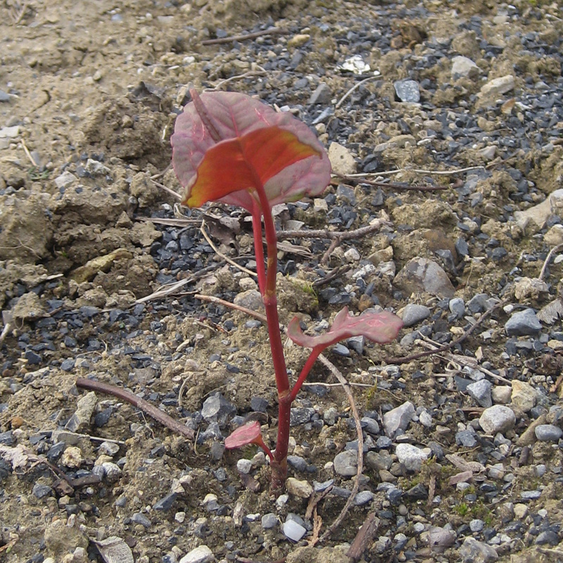 Japanese Knotweed