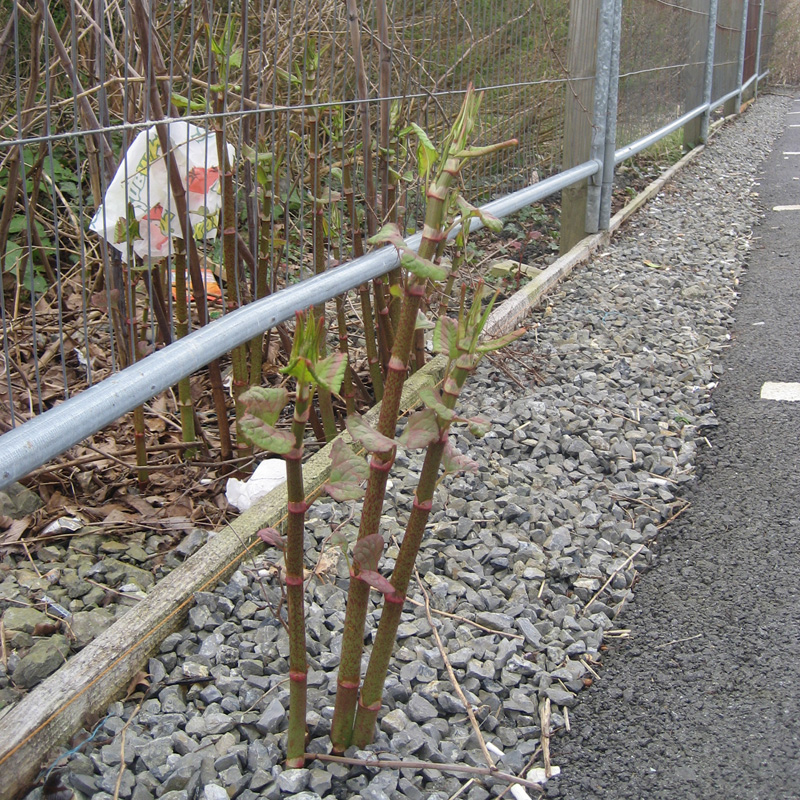 Japanese Knotweed spear