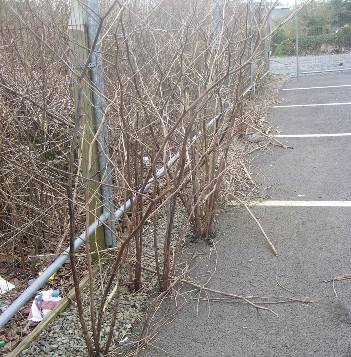 Japanese Knotweed Autumn