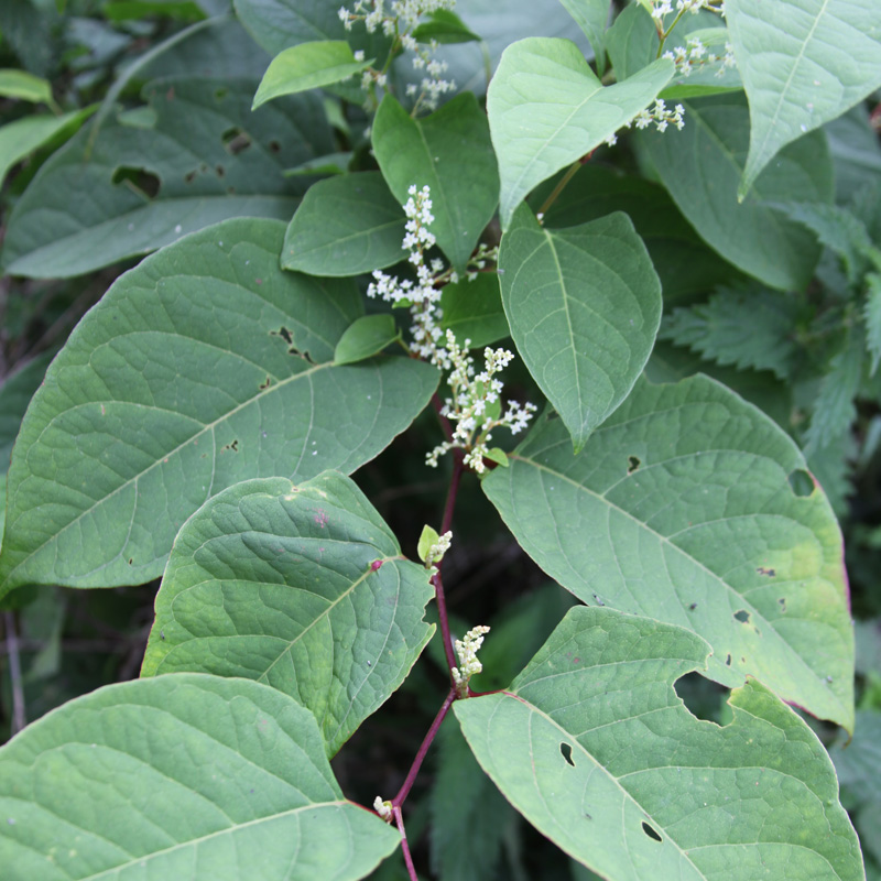 Japanese Knotweed