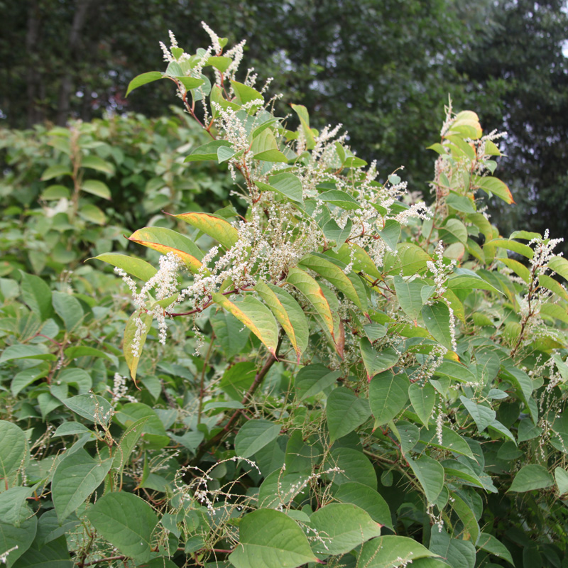 Japanese knotweed 