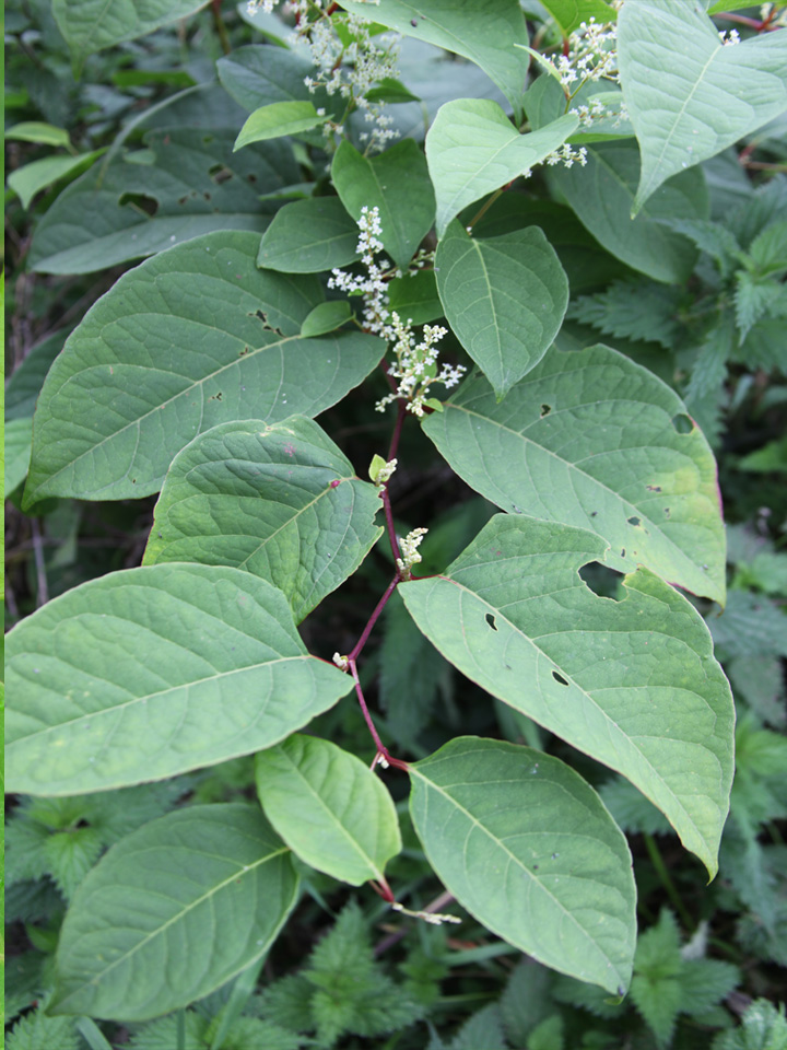 Japanese Knotweed 