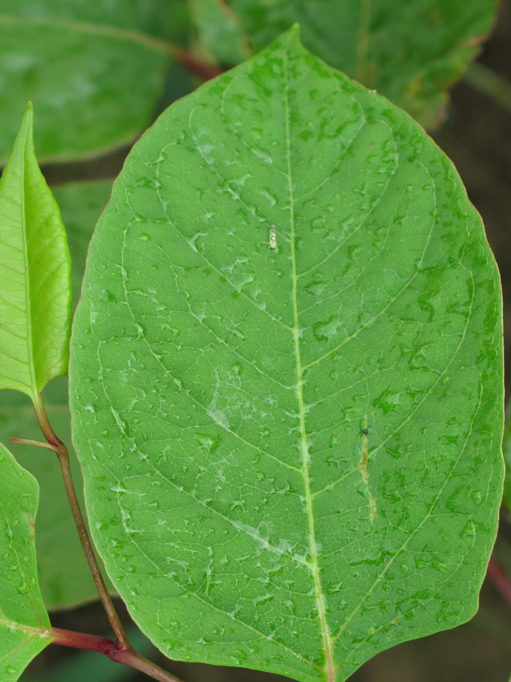 Japanese Knotweed leaves
