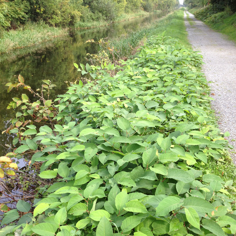 Japanese Knotweed