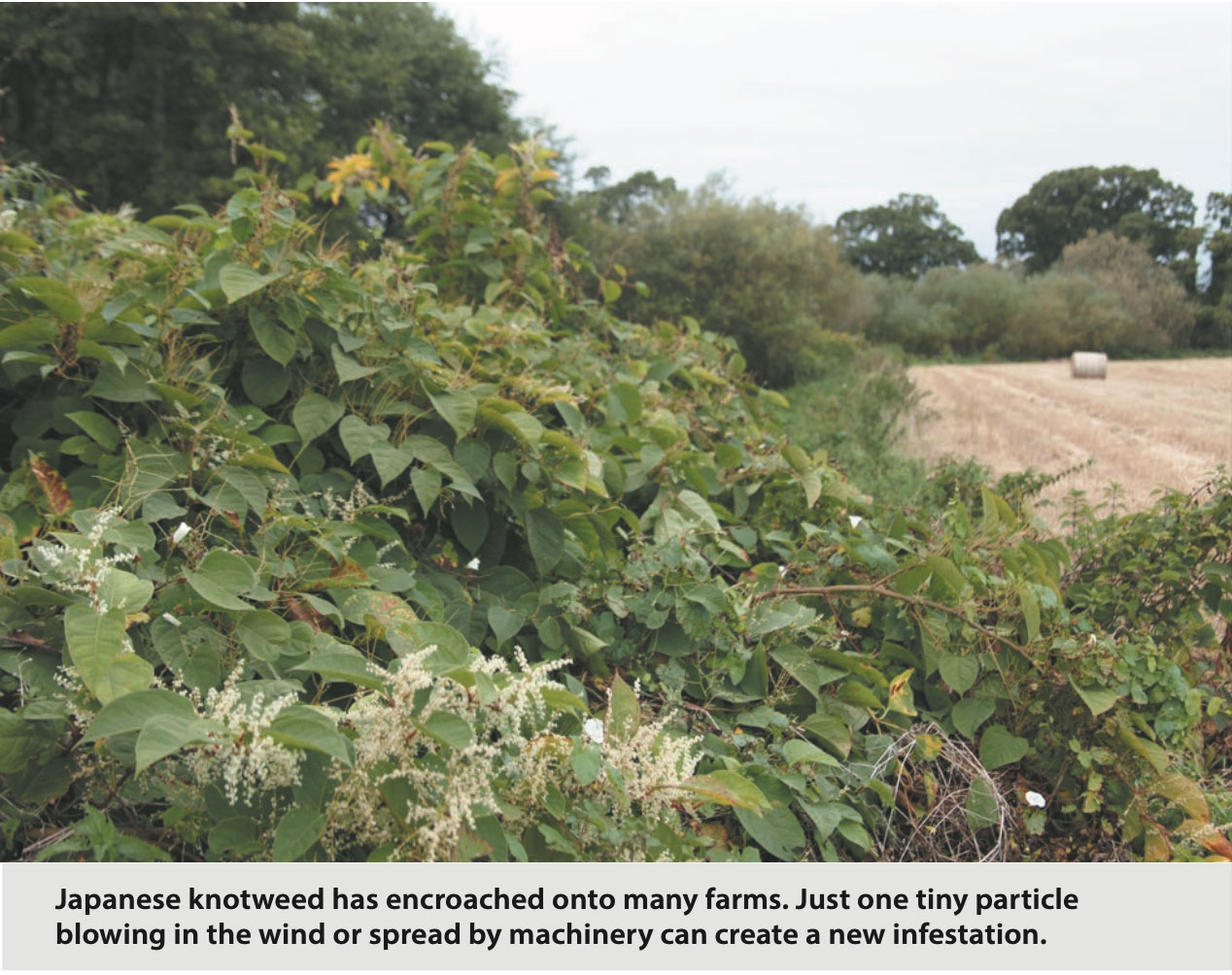 Action needed to eradicate Japanese Knotweed