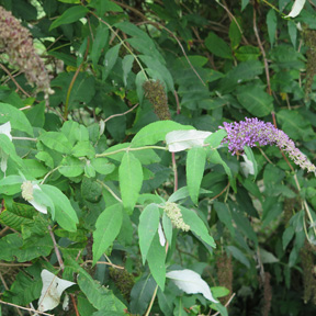 Buddleia