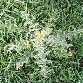 Creeping Thistle