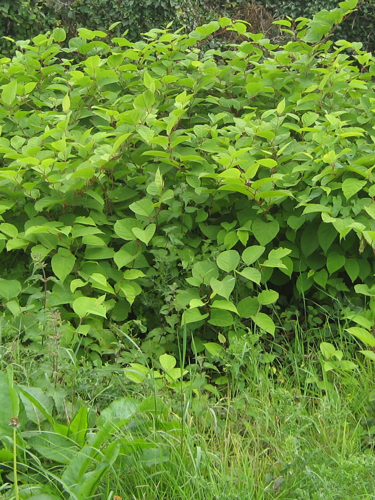 Japanese Knotweed