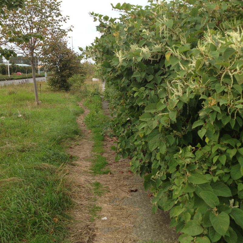 Japanese Knotweed