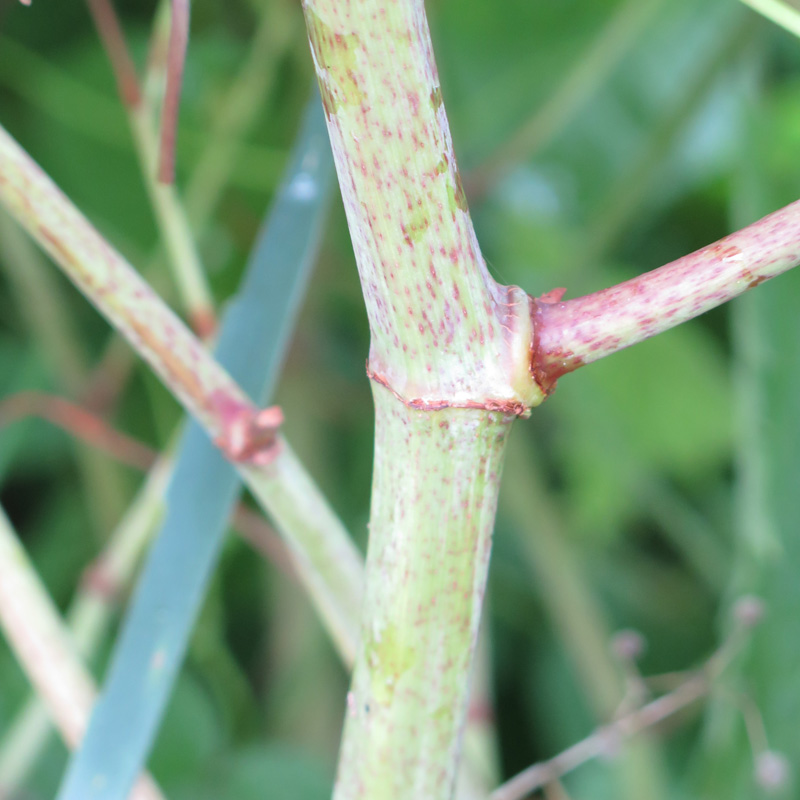 Japanese Knotweed stem