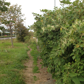 Japanese Knotweed