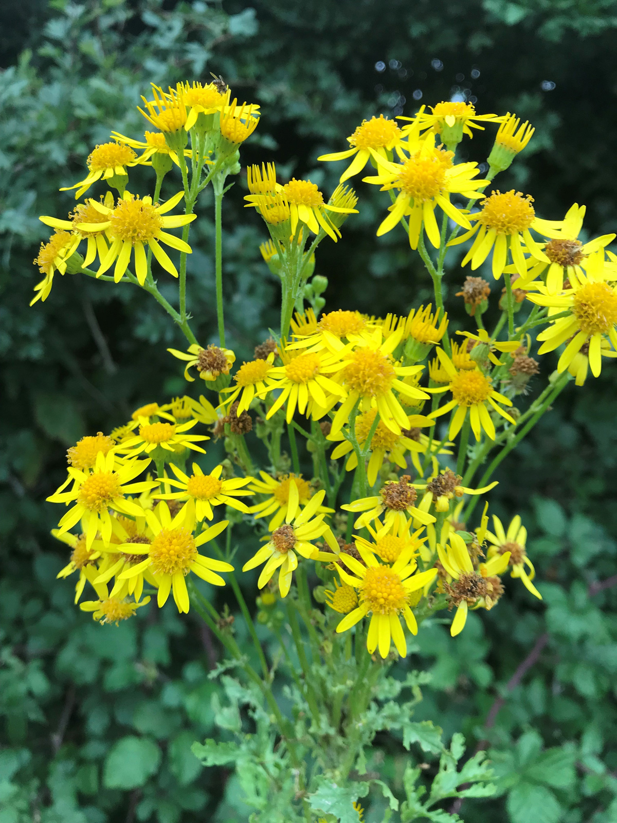 Councils urged to act over weeds epidemic