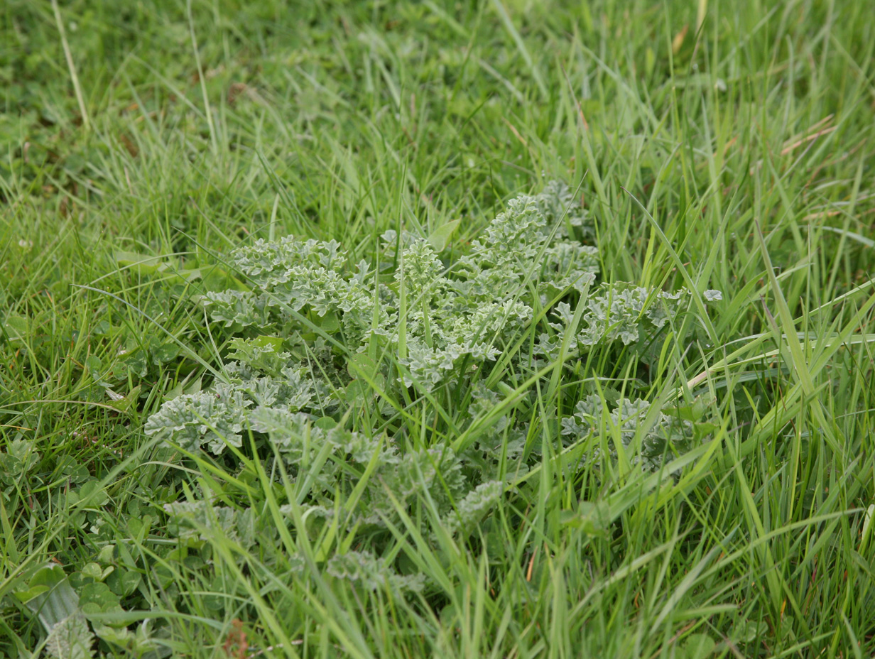 Ragworth Rosette